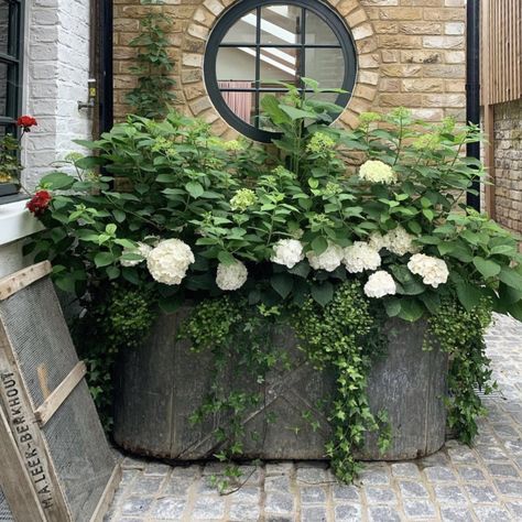 Hydrangea Planters, Matilda Goad, Hydrangea Potted, Townhouse Garden, Courtyard Gardens Design, Garden Containers, Mediterranean Garden, Home Landscaping, Gorgeous Gardens