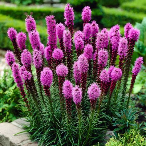 These Flowers Will Do Best In Your Garden In The Great State Of Ohio Blazing Star Flower, Liatris Spicata, Attracting Hummingbirds, Garden Tricks, Blazing Star, Longfield Gardens, Hummingbird Plants, Bog Garden, Attract Hummingbirds