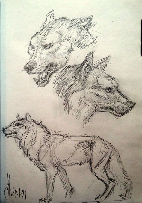 Wolf Sketch Tutorial, Wolf Walking Drawing, Direwolf Drawing, Ballpen Sketch, Wolf Growling, Wolf Walking, Bark At The Moon, Wolf Sketch, Drawing Animals