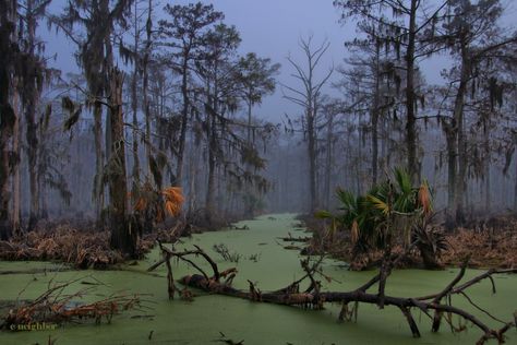 Jurassic Swamp | HDR creme Louisiana Swamp, Dark Naturalism, Hdr Photos, Southern Gothic, Background Design, Art Inspo, Landscape Paintings, Photo Sharing, Castle