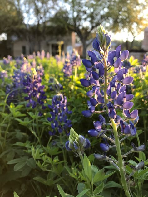 Texas Spring, Texas Bluebonnets, Plant Tattoo, Spring Wildflowers, Because I Love You, Spring Aesthetic, Blue Bonnets, Spring Flower, The Ranch