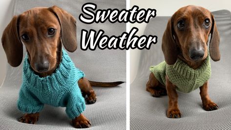 Sausage Dog Jumper Knitting Pattern Free, Crochet Weiner Dog Sweater Free Pattern, Crochet Dashound Sweater Pattern Free, Tunisian Crochet Dog Sweater Free Pattern, Crochet Dog Sweater Free Pattern Dachshund, Dachshund Sweater Pattern Free, Dachshund Dog Sweaters Crochet, Dachshund Dog Sweaters Free Pattern, Crochet Dachshund Sweater