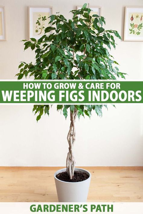 A close up vertical image of a weeping fig (Ficus benjamina) with braided stems growing in a small pot indoors. To the center and bottom of the frame is green and white printed text. Ficus Tree Indoor, Weeping Fig Tree, Best Indoor Trees, Weeping Fig, Ficus Benjamina, Fig Plant, Indoor Tree, Indoor Trees, Ficus Tree