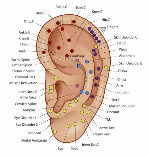 Delicate Tragus Piercing Concepts for Females #SubtleChic #TragusTrends #DelicateDecoration #EarStyling #GracefulGlamour Ear Acupressure Points, Piercing Designs, Medical Qigong, Ear Reflexology, Ear Seeds, Piercing Chart, Acupressure Therapy, Point Acupuncture, Reflexology Chart