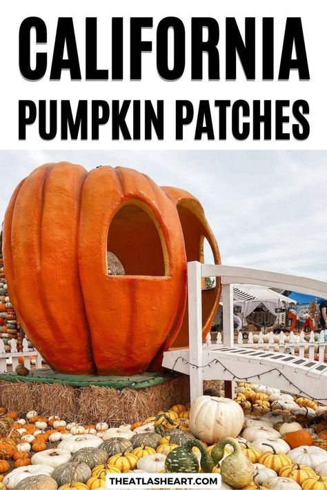 13 BEST Pumpkin Patches in California [2023 Guide] San Diego Activities, Folsom California, California Fall, Escondido California, Best Pumpkin Patches, California Destinations, Pumpkin Patches, Pumpkin Farm, California Vacation