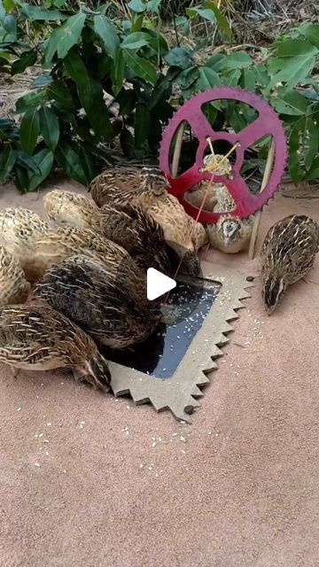 DIY Easy Birds Trap 🕳 on Instagram: "Easy DIY Quail Trap #shorts" Bird Traps Diy How To Make, Bird Trap, Easy Bird, Homestead Survival, January 12, Diy Easy, Easy Diy, Birds, On Instagram