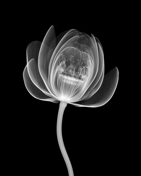 Xray Flower, Xray Art, Surreal Collage Art, Flower Stencils, Color Splash Photography, Splash Photography, Different Kinds Of Art, Surreal Collage, X Rays