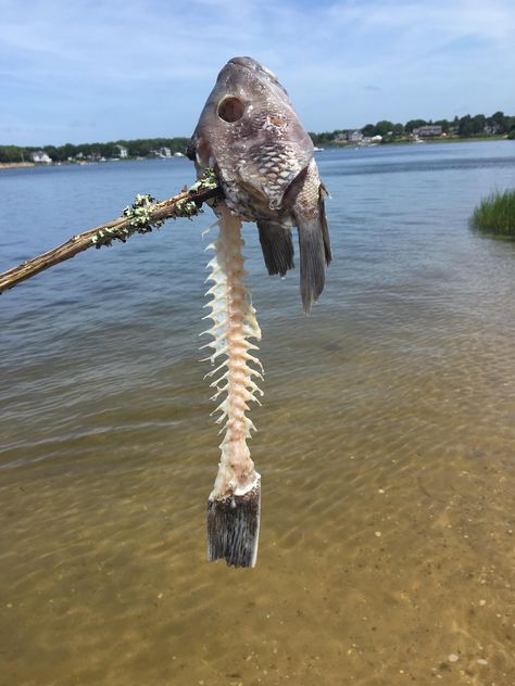 This fish skeleton I found at the shore. Fish Skeleton Drawing, Fish Skeleton Tattoo, Trout Skeleton, Angler Fish Skeleton, Fish Skeleton, Dead Fish, Fish Bone, Sea Animals, Art Pages