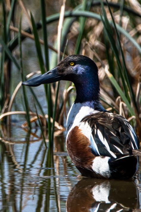 The Northern Shoveler Northern Shoveler, Duck Breeds, Duck Stamp, Life List, British Wildlife, Iridescent Green, Duck Hunting, One Photo, Hell Yeah