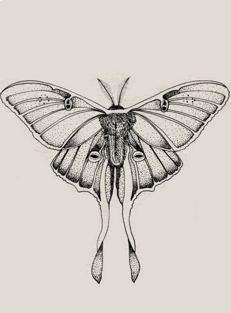 Luna Moth Drawing, Lunar Moth Tattoo, Luna Moth Tattoo, Moth Tattoos, Tattoos On Side Ribs, Cool Ear Tattoos, Moth Drawing, Moth Tattoo Design, Mystical Tattoos