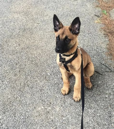 ... quatre Malinois ont été sauvés dans le 93. Malinois Puppy, Berger Malinois, Belgian Malinois Puppies, Belgium Malinois, Malinois Puppies, Belgian Malinois Dog, Malinois Dog, Pinterest Ideas, Training Treats