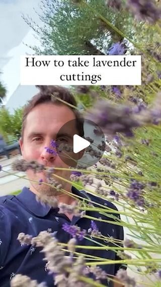 Michael Griffiths on Instagram: "How to take semi ripe lavender cuttings.

Taking lavender cuttings in summer is great as they root easily and will provide you with lots of new plants for free." Lavender Cuttings, Gardening Indoors, Plant Propagation, Patio Planters, Lavender Plant, Propagating Plants, Backyard Projects, July 11, Lavender Flowers