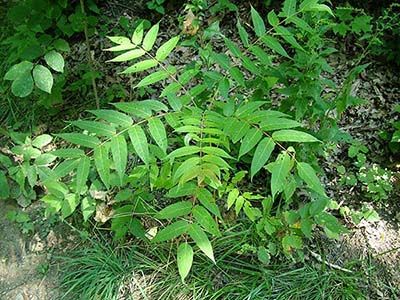 Ailanthus Altissima, Tree Of Heaven, Live Earth, Garden Weeds, Silk Tree, Invasive Plants, Invasive Species, Parts Of A Plant, Botanical Beauty