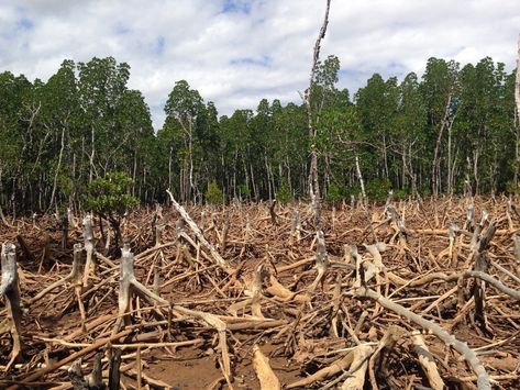 Modern development has resulted in rapid deforestation resulting in climate change. The devastating effects of deforestation impacts all living things. Food Recipes Vegetarian, Conscious Consumption, Khan Academy, Recipes Vegetarian, Art Plastique, Mother Earth, Madagascar, Pollution, How To Dry Basil