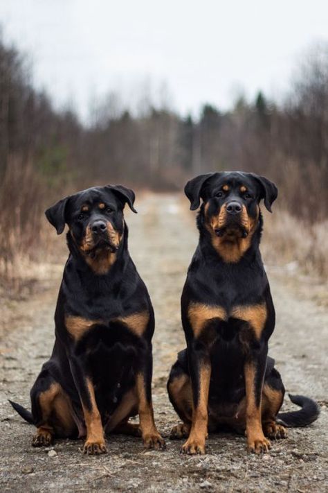 Rottweiler Training, Rottweiler Love, Rottweiler Lovers, Australian Shepherds, Rottweiler Puppies, Rottweiler Dog, Best Dog Breeds, West Highland Terrier, Sweet Dogs