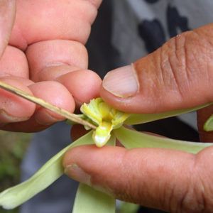 Grow Vanilla, Grow Vanilla Beans, Ice Cream World, Orchid Fertilizer, Vanilla Plant, Vanilla Planifolia, Insect Species, Vanilla Beans, Vanilla Orchid