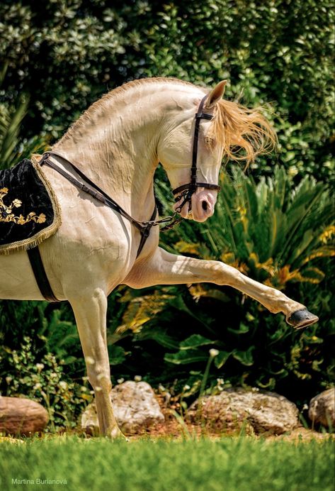 Perlino Horse, Andalusian Stallion, Unicorn Horse, Andalusian Horse, Horse Aesthetic, Most Beautiful Horses, Horse Coloring, Pretty Horses, Horse Photography