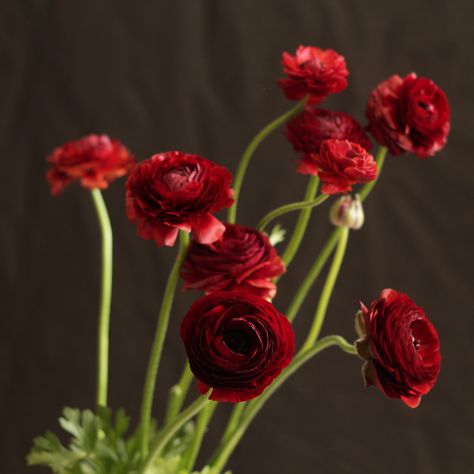 Red Ranunculus Dark Red Ranunculus, Deep Red Ranunculus, Ranculus Flowers, Flower Ranunculus, Burgundy Ranunculus, Deep Red Flowers, Red Ranunculus, April Flowers, Cream Flowers