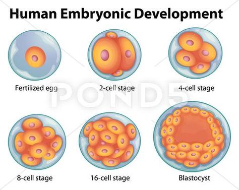 Ivf Procedure, Embryonic Development, Ivf Cost, Human Embryo, Assisted Reproductive Technology, Ivf Success, Ivf Clinic, Embryo Transfer, Ivf Center