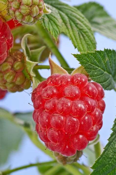 Raspberry Still Life, Raspberry Reference Photo, Raspberry Reference, Raspberries Photography, Raspberry Photography, Raspberry Aesthetic, Raspberry Images, Raspberry Flowers, Raspberry Plant