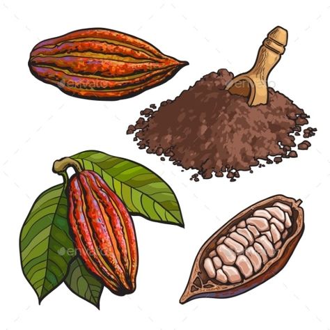 Cacao Powder Recipe, Cocoa Plant, Chocolate Drawing, Cacao Benefits, Cacao Fruit, Cocoa Beans, Drawing Template, Food Sketch, Coffee Painting