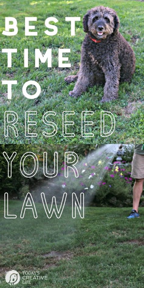 Reseeding Lawn, Overseeding Lawn, Planting Grass Seed, Best Grass Seed, Fall Lawn Care, Lawn Repair, Spring Lawn Care, Fall Lawn, Planting Grass