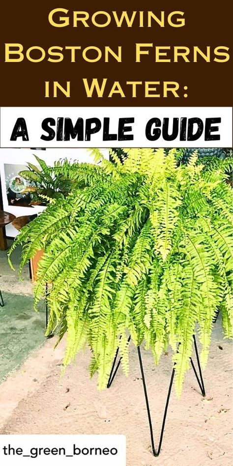 "Discover how to grow Boston ferns in water with our comprehensive guide! Learn the best practices for propagating Boston ferns, including water requirements, light conditions, and maintenance tips. Perfect for indoor gardening enthusiasts, this method allows you to enjoy lush greenery in your home. Explore the benefits of growing Boston ferns in water and transform your space with this beautiful, low-maintenance plant! #BostonFern #IndoorGardening #WaterPropagation #PlantCare #HomeDecor" Fern Care, Ferns Care, Boston Fern, Low Maintenance Plants, Indoor Gardening, Lush Greenery, Water Plants, Best Practices, How To Grow