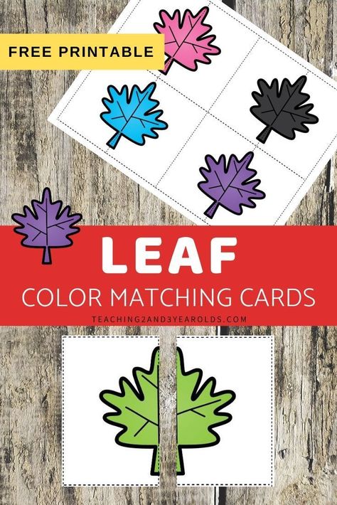 Work on simple symmetry and balance with these leaf color matching printable cards. Fun for your fall theme! #symmetry #balance #matching #colors #leaf #fall #toddler #preschool #printable #teaching2and3yearolds Preschool Leaves Activities, Leaf Lesson Plans, Leaf Lessons, Tree Activities, Preschool Color Activities, Fall Activities For Toddlers, Fall Lesson Plans, Folder Activities, Classroom Boards