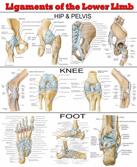 Are you passionate about human anatomy? Do you want to deepen your understanding of the crucial structures that support and stabilize our lower limbs? Our meticulously designed poster, "Ligaments of the Lower Limb: An Anatomical Overview," is an essential resource for students, professionals, and enthusiasts in the fields of anatomy, physical therapy, sports medicine, and orthopedics. Why Learn About Ligaments of the Lower Limb? Ligaments are the body's essential stabilizers, critical connective tissues that connect bones and maintain joint stability. Understanding the ligaments of the lower limb is vital because they: Support and Stabilize Joints: Preventing excessive movement and maintaining proper alignment during activities. Facilitate Efficient Movement: Ensuring smooth and coordinate Tendons And Ligaments Anatomy, Lower Limb Anatomy, Physical Therapy Student, Basic Anatomy And Physiology, Ligaments And Tendons, Human Body Anatomy, Lower Limb, Medical School Essentials, Human Anatomy And Physiology