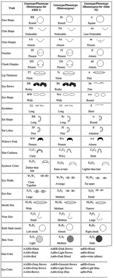 Genetics Activities, Biology Genetics, Biology Teaching, Science Diy, Pregnancy Eating, Biology Resources, Genetic Variation, Biology Classroom, 7th Grade Science