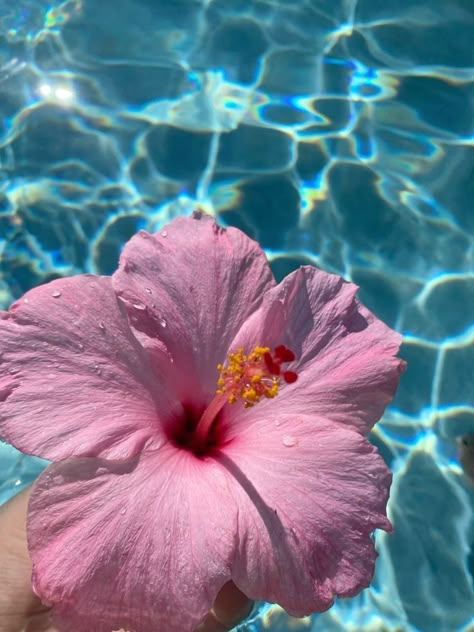 Pictures From Behind Instagram, Summer Flower Background, Hibiscus Flower In Water, Hibiscus Flowers Aesthetic, Pink Hibiscus Flower Aesthetic, Habisquis Flower, Hibiscus Pfp, Hisbusic Flower, Flower Asthetics Photos