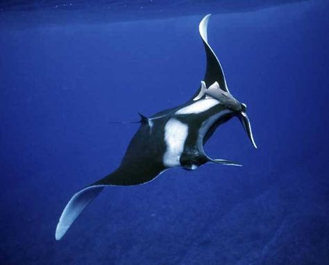 Giant Manta, Manta Rays, Water Life, Exotic Fish, Manta Ray, Whale Shark, Traditional Chinese Medicine, Marine Animals, Ocean Creatures