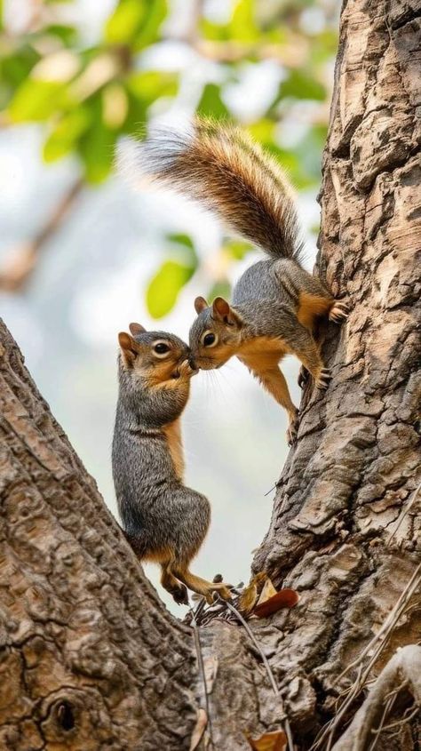 Squirrel Pictures Cute, Squirrel On Tree, Squirrel Photography, Funny Squirrel Pictures, Heron Painting, Two Squirrels, Animal Poses, Squirrel Tattoo, Squirrel Pictures