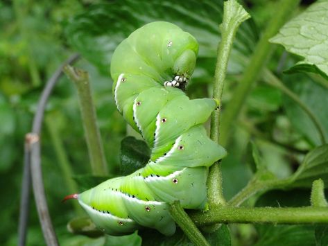 Are the caterpillars in your garden toxic? Do they sting? Will they seriously damage your plants? The answers are in this easy and authoritative guide to garden caterpillars. Tomato Worms, Tomato Farm, Tomato Gardening, Tomato Problems, Green Caterpillar, Tomato Hornworm, Tomatoes Growing, Tomato Growing, Tomato Farming