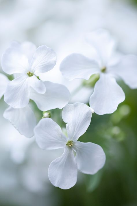 Honesty Flower, Scent Garden, Early Spring Flowers, Wild Poppies, Variegated Plants, Seed Catalogs, Cream Flowers, Lilac Flowers, White Gardens