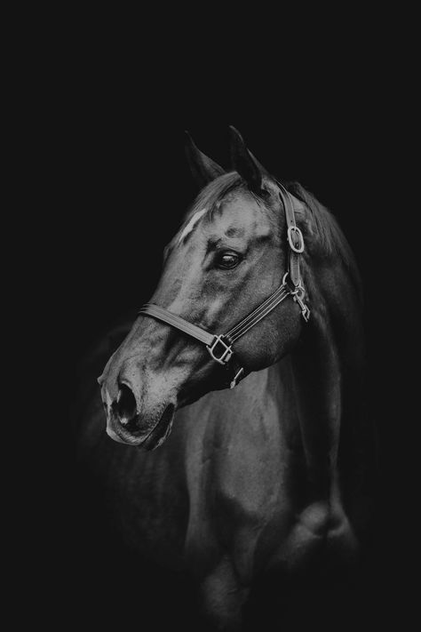 حصان عربي, Pet Portraits Photography, Beautiful Horses Photography, Horse Photographer, Equestrian Aesthetic, Equine Portraits, Horse Wallpaper, Equine Photographer, Dog Photograph