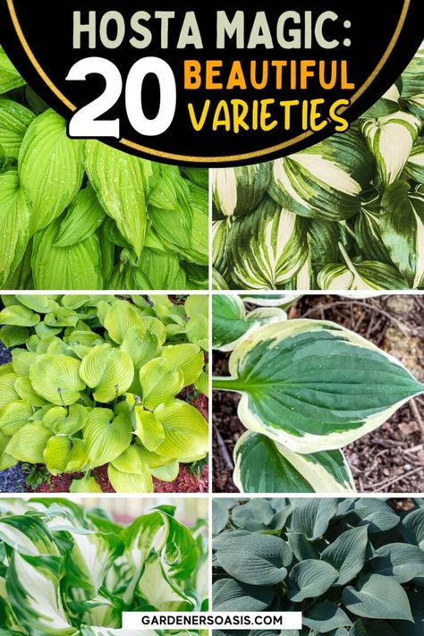 Hosta Varieties: 20+ Of The Best (Not Boring) Plaintain Lilies For Your Garden | Gardens Perennial Ground Cover, Hosta Varieties, Light Purple Flowers, Hosta Gardens, Full Sun Plants, Beautiful Leaves, Leaf Patterns, Perennial Shrubs, Covered Garden