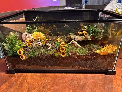 Terrestrial Tarantula Setup with Skeleton Diy Tarantula Enclosure, Brazilian Black Tarantula Enclosure, Tarantula Enclosure Ideas Terrestrial, Terrestrial Tarantula Enclosure, Tarantula Setup, Tarantula Enclosure Ideas, Tarantula Habitat, Tarantula Enclosure, Spider Enclosure