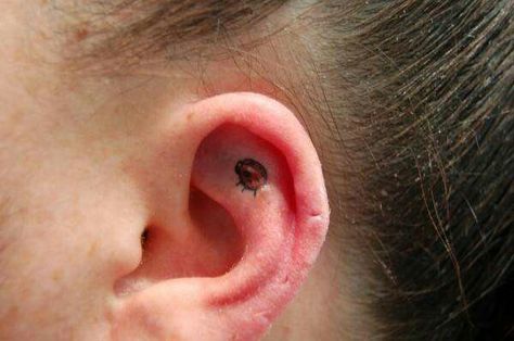 Ladybug ear Tattoo In Ear, Ladybug Tattoos, Tattoos Tiny, Ear Ideas, Ladybug Tattoo, Places For Tattoos, Lady Bug Tattoo, Bug Tattoo, Painting Tattoo