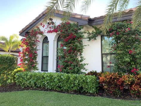 Bougainvillea Front Yard, Landscaping With Bougainvillea, Landscaping Ideas For Front Of House Florida, Florida Mediterranean Landscaping, Florida House Landscaping, Clusia Hedge Landscaping, Florida Home Landscaping Front Yards, Landscape Design Front Of House Florida, Miami Landscaping Front Yards