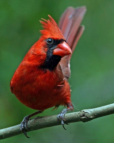 Cardinal Sin by clippercarrillo on DeviantArt Cardinals Birds, American Birds, Quails, Northern Cardinal, Theme Tattoo, Cardinal Bird, Cardinal Birds, Red Bird, Red Cardinal