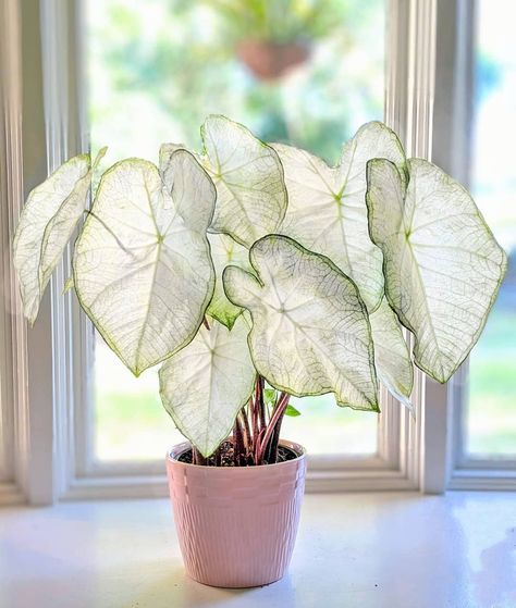 @plantgazing shared a photo on Instagram: “Love watching morning light filter through my moonlight caladium. 🌄💚🍃 . . #caladiums #pottedplants #caladium #greenhouse #plantportrait…” • Sep 26, 2020 at 4:34pm UTC Ghost Caladium, Caladium Moonlight, Plant Wishlist, Sloped Garden, Light Filter, Morning Light, Gardening Ideas, Potted Plants, Planting