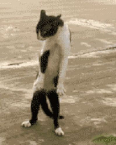 Dancing Cat, Dog People, Funny Cat Videos, Kitty Kitty, Crazy Cat, Kitty Cats, Cat Gif, Makes Me Laugh, Too Funny