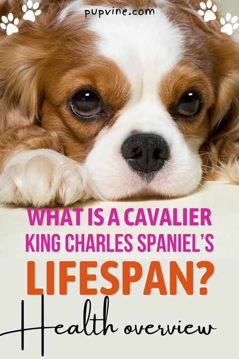 Cavalier King Charles Spaniel Haircut Styles, Cavalier King Charles Spaniel Haircut, Ruby Cavalier King Charles Spaniel Puppy, Long Haired Dog Breeds, Rescue Quotes, Cavalier King Charles Spaniel Blenheim, Cavalier Rescue, Cavalier King Charles Spaniel Tricolor, Spaniel Breeds