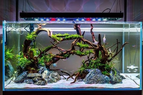 45 Stunning Aquarium Design Ideas for Indoor Decorations Aquarium Design Ideas, Best Aquarium Filter, Amazing Aquariums, Fish Tank Design, Aquascape Design, Tropical Fish Tanks, Tropical Fish Aquarium, Aquarium Terrarium, Fresh Water Fish Tank