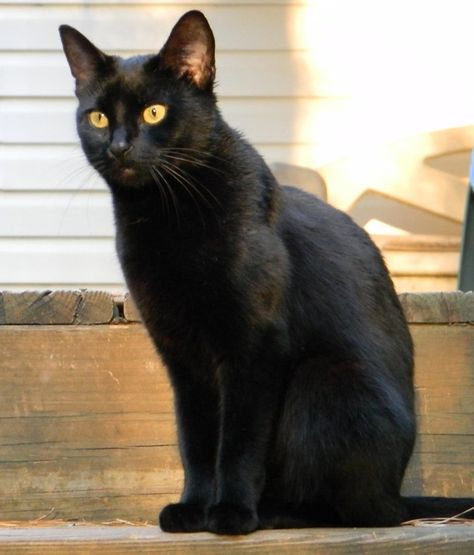 Black Cat, Hazel Eyes by Ren-iix on deviantART Cat With Hazel Eyes, A Black Cat, Late Afternoon, Animal Control, Hazel Eyes, Black Cat, Deviantart, Animals, Black