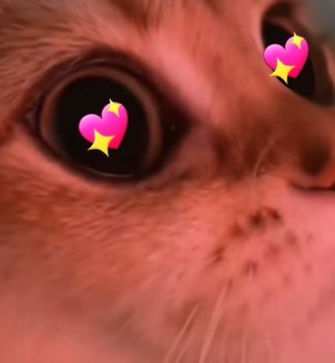 Mood Pics Faces Happy Love, Cat In Love Reaction, Hearts Stickers Whatsapp, Cat Hearts Reaction, Puppy Eyes Reaction Pic, Happy Shocked Reaction Pic, Love Sticker Whatsapp, Cat Reaction Pictures Love, Heart Squeeze Reaction Pic