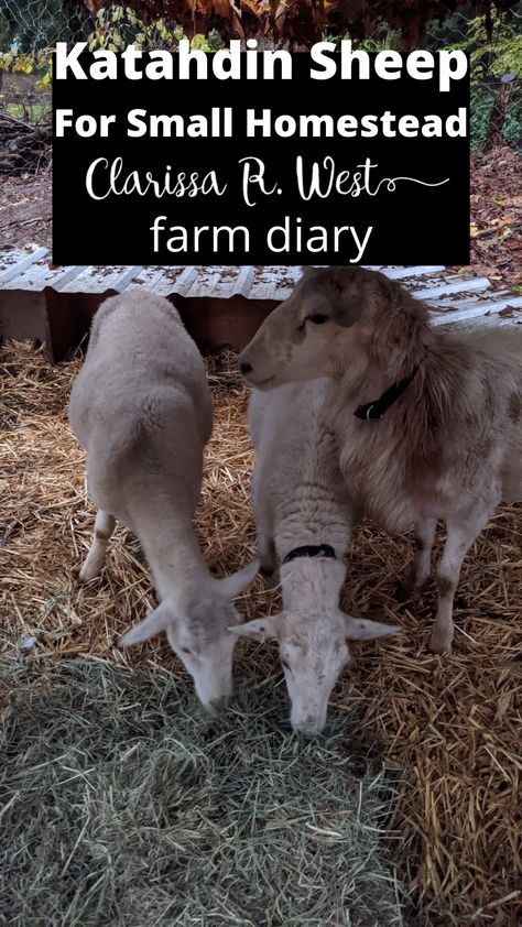 Katahdin Sheep For Small Homestead (farm diary) Dairy Sheep Breeds, Sheep Shelter Ideas, Sheep Farming Ideas, Raising Lambs, Homestead Sheep, Milking Sheep, Homestead Management, Dairy Sheep, Hampshire Sheep