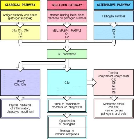 Bacterial Cell, Complement System, Studying Anatomy, Medical Technologist, Laboratory Scientist, Medical Laboratory Technician, Med Lab, Medical Laboratory Scientist, School Biology