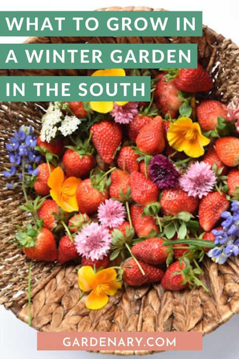 South Carolina Gardening, Winter Gardening, Winter Garden Prep, What To Plant In The Fall In The South, What To Plant In Winter Vegetable Garden, Texas Winter Garden, Growing Herbs Outdoors, Georgia Gardening, How To Prepare Garden For Winter